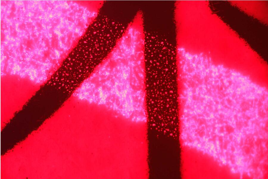 朱墨文字时序鉴定